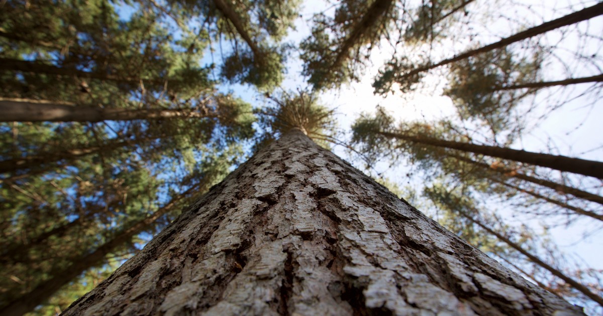 Venture Taranaki’s Branching Out initiative explores Trees and their ...